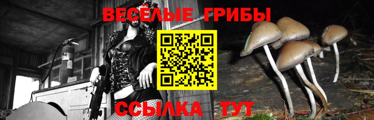 Псилоцибиновые грибы Psilocybine cubensis  Галлюциногенные грибы прущие грибы  Ачхой-Мартан  Вход с VPN 